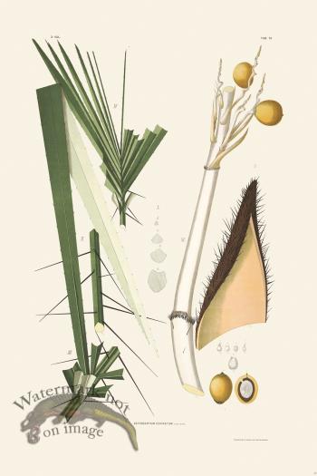 Rodrigues Palm Front 049